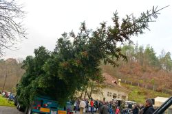 Slavnostní předání stromu v Bílovicích u Brna
