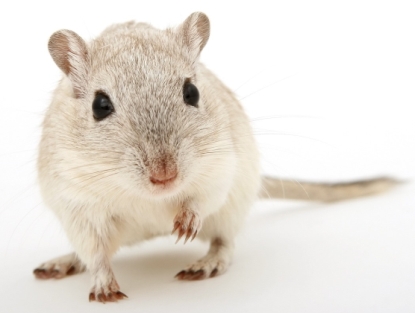 Kdo vám pomůže se zbavit myší a dalších nezvaných hostů?