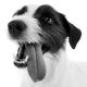 Soutěž o veterinární přípravky pro psy a tričko Aktivní zvíře