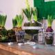Vytvořte si jarní aranžmá s hyacinty