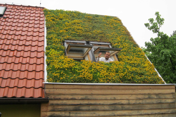 Fenomén zelených střech. Přírodě vrátíme dluh a ještě si zajistíme komfortní bydlení 