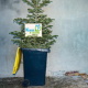 Vánoční stromky: Kam je vyhodit a jak je správně zlikvidovat