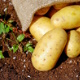 Vypěstujte si s dětmi rané brambory