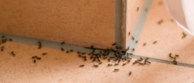 Soutěž o přípravky proti mravencům