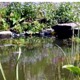 Zahradní rybníčky - poezie i užitek