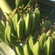 Banánovník není strom