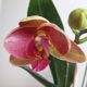 Který milovník květin by nezkusil pěstovat orchideje?