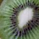 Kiwi neboli aktinídie čínská roste bujně a vypadá pěkně