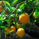 Řada citrusových rostlin je vhodná pro pěstování v bytech