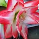 Květiny v zimním interiéru: Hvězdník znáte pod nesprávným názvem amarylis