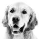 Soutěž o kloubní výživu pro psy Geloren dog