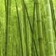 Magický bambus